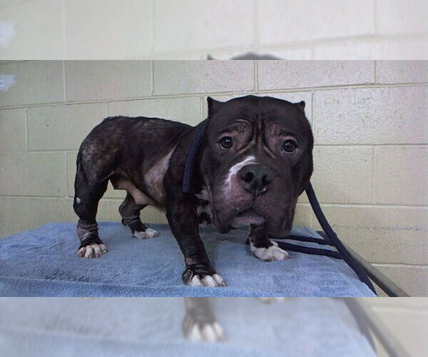 Medium Photo #1 American Bulldog Puppy For Sale in Downey, CA, USA