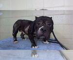 Small American Bulldog