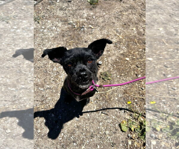 Medium Photo #3 Mutt Puppy For Sale in Salinas, CA, USA