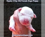 Small Photo #10 Dogo Argentino Puppy For Sale in JANE, MO, USA