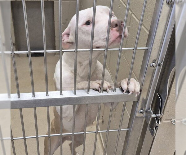 Medium Photo #1 Mutt Puppy For Sale in Decatur, IL, USA