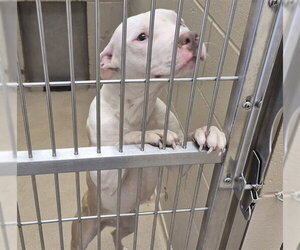 Mutt Dogs for adoption in Decatur, IL, USA