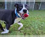 Chance (2yo, 51lbs) - Male Mutt Dog for Adoption - Small photo