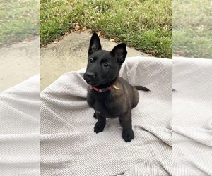 Belgian Malinois Puppy for sale in FORT WORTH, TX, USA