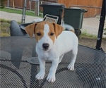 Puppy Puppy4 Luna Jack Russell Terrier