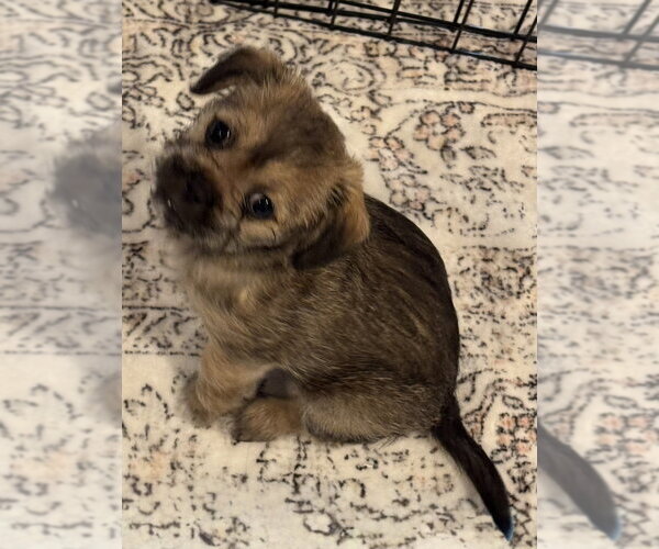 Medium Photo #1 Pin-Tzu Puppy For Sale in Mundelein, IL, USA