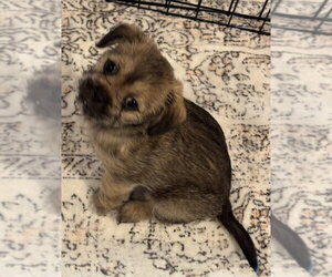Pin-Tzu Dogs for adoption in Mundelein, IL, USA