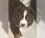 Small #3 Australian Shepherd