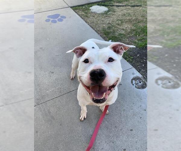 Medium Photo #1 American Pit Bull Terrier Puppy For Sale in Corpus Christi, TX, USA