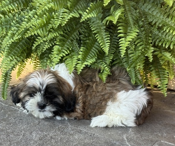 Medium Photo #3 Shih Tzu Puppy For Sale in CANOGA, NY, USA