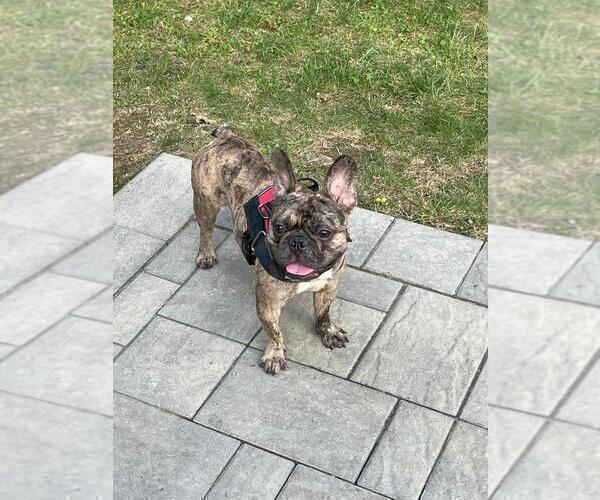 Medium Photo #6 French Bulldog Puppy For Sale in METHUEN, MA, USA