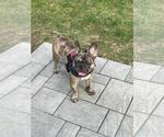 Small #5 French Bulldog