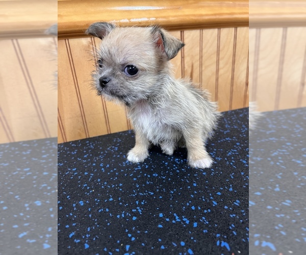 Medium Photo #9 ShiChi Puppy For Sale in SAINT AUGUSTINE, FL, USA