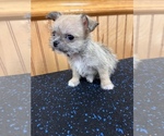 Small Photo #9 ShiChi Puppy For Sale in SAINT AUGUSTINE, FL, USA
