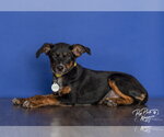 Small #1 Australian Shepherd Mix