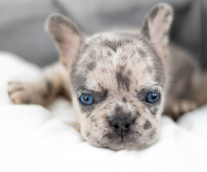 French Bulldog Puppy for sale in ORLANDO, FL, USA