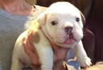 Small Photo #1 Bulldog Puppy For Sale in BONHAM, TX, USA