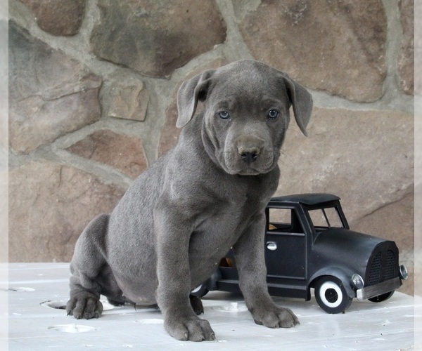 Medium Photo #3 Cane Corso Puppy For Sale in FREDERICKSBURG, OH, USA