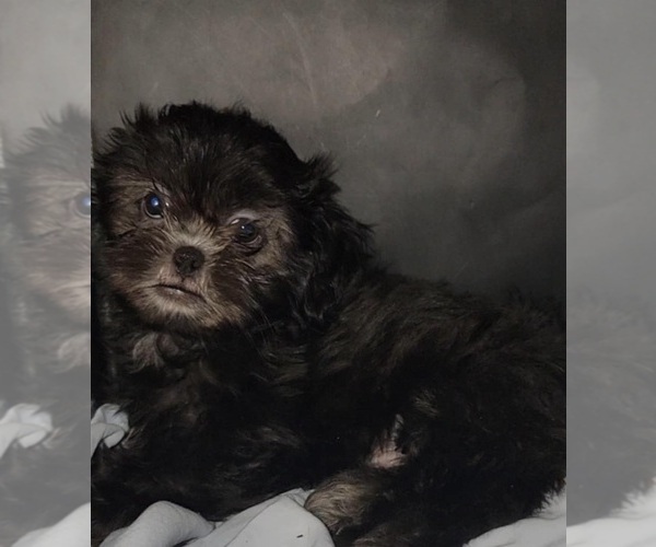 Medium Photo #7 Shih Tzu Puppy For Sale in BRANDON, FL, USA