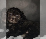 Small #6 Shih Tzu