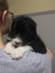 Small Photo #3 Bordoodle Puppy For Sale in CRESTON, OH, USA