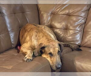 Ember - Male Great Dane Dog for Adoption - Photo #4