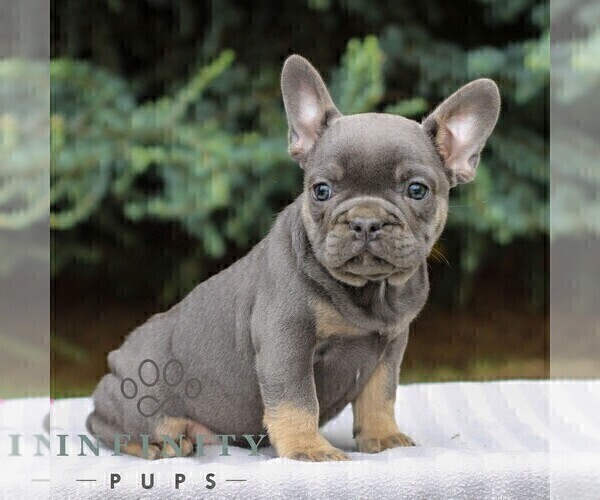 Medium Photo #3 French Bulldog Puppy For Sale in EAST EARL, PA, USA