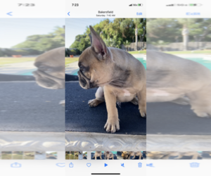 French Bulldog Puppy for sale in BAKERSFIELD, CA, USA