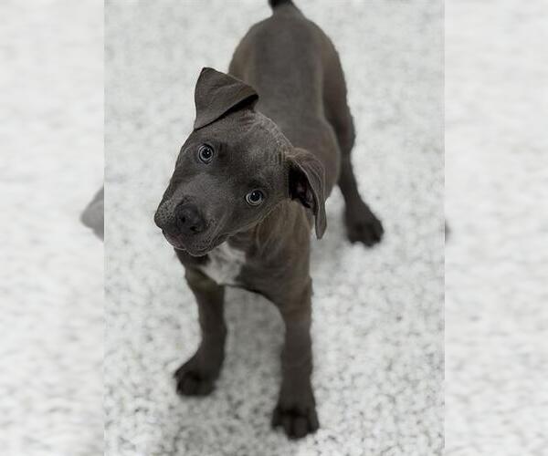 Medium Photo #2 American Staffordshire Terrier-Weimaraner Mix Puppy For Sale in Canfield, OH, USA