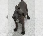 Small #1 American Staffordshire Terrier-Weimaraner Mix