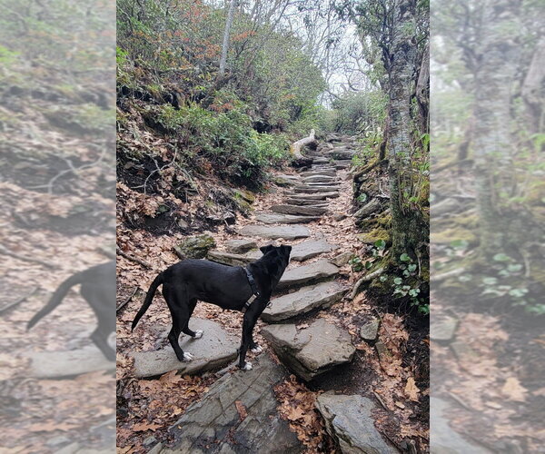 Medium Photo #2 Mutt Puppy For Sale in Candler, NC, USA