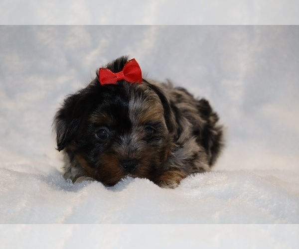 Medium Photo #9 ShihPoo Puppy For Sale in DYERSBURG, TN, USA
