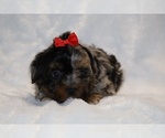 Small #8 ShihPoo