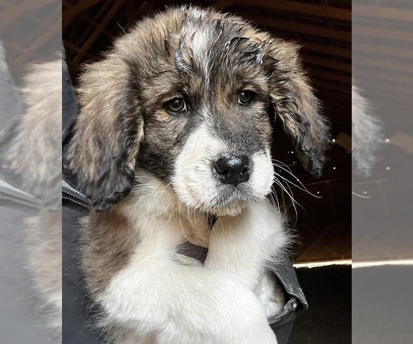 View Ad Great PyreneesKarakachan Mix Litter of Puppies for Sale near