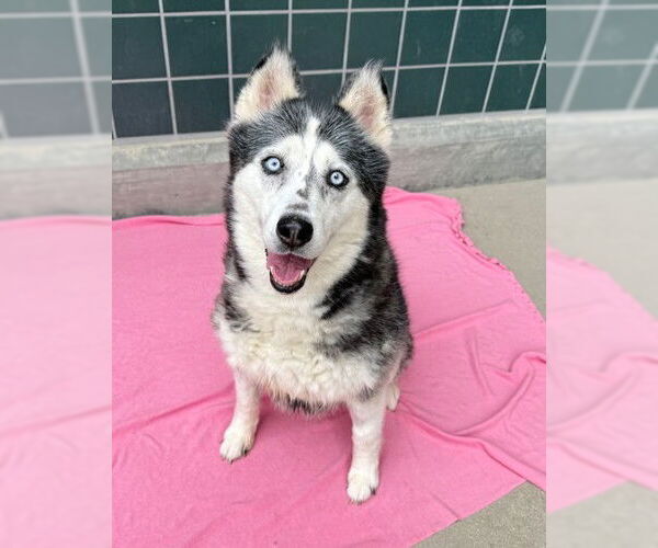 Medium Photo #4 Siberian Husky Puppy For Sale in Rancho Cucamonga, CA, USA