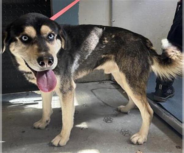 Medium Photo #1 Gerberian Shepsky Puppy For Sale in Camarillo, CA, USA