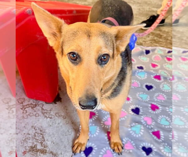 Medium Photo #15 Mutt Puppy For Sale in Canton, CT, USA