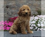 Small #2 Goldendoodle-Poodle (Standard) Mix