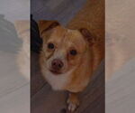 Small #9 Chihuahua