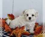 Small Photo #2 Mal-Shi Puppy For Sale in FREDERICKSBURG, OH, USA