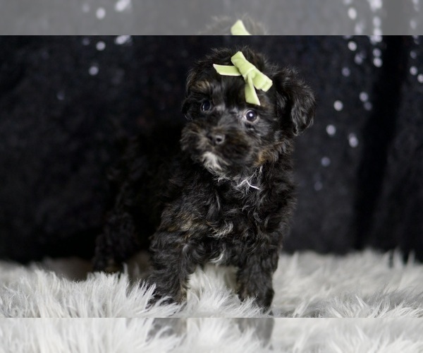 Medium Photo #68 Morkie Puppy For Sale in WARSAW, IN, USA