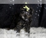 Small #7 Morkie