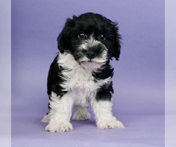 Medium Photo #1 Schnoodle (Miniature) Puppy For Sale in WARSAW, IN, USA