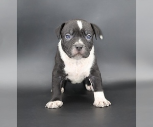 American Bully Puppy for sale in CHAMPAIGN, IL, USA