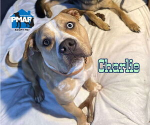 American Pit Bull Terrier-Unknown Mix Dogs for adoption in Binghamton, NY, USA