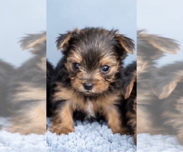 Medium Photo #4 Yorkshire Terrier Puppy For Sale in BRANDON, MS, USA