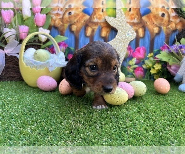 Medium Photo #2 Dachshund Puppy For Sale in ORLANDO, FL, USA