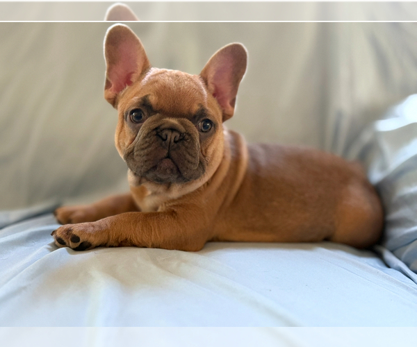 Medium Photo #6 French Bulldog Puppy For Sale in MOUNTAIN VIEW, MO, USA