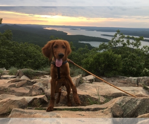 Medium Photo #8 Irish Setter Puppy For Sale in HAMILTON, AL, USA