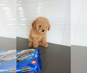 Poodle (Miniature) Puppy for sale in ANAHEIM, CA, USA